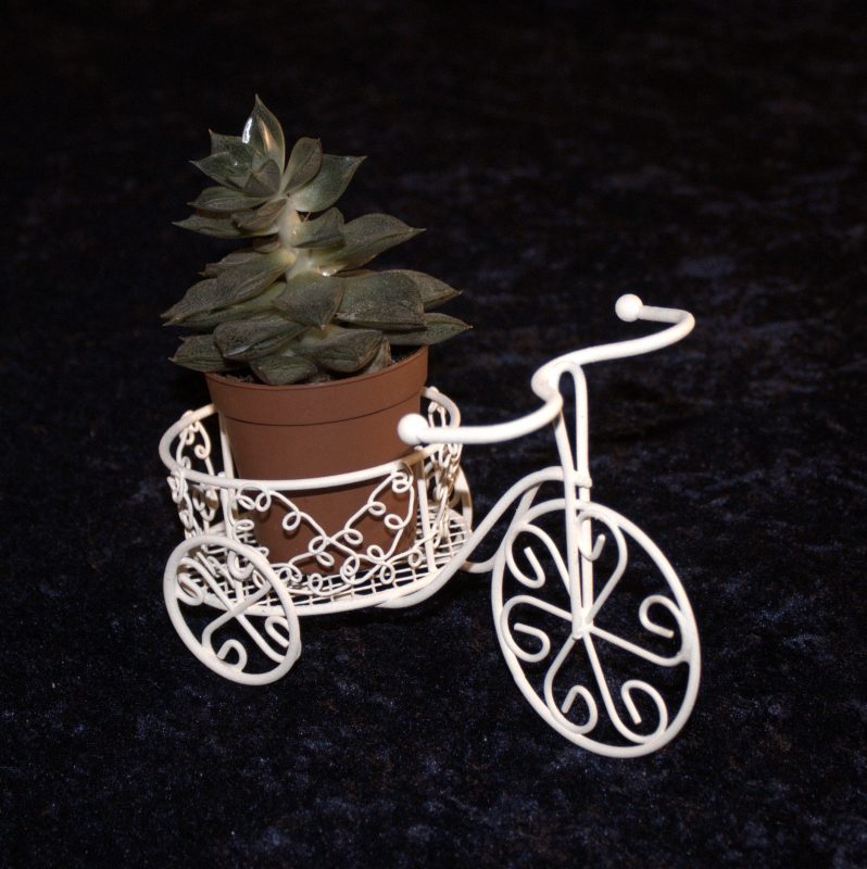 Mini-Garten Dreirad, Rad, Pflanzgefäß, weiß, Minigarten, Deko